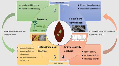 A new endophytic Penicillium oxalicum with aphicidal activity and its infection mechanism.