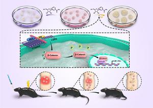 Nicotinamide Riboside Promotes the Proliferation of Endogenous Neural Stem Cells to Repair Spinal Cord Injury.