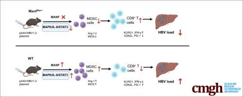 Mesencephalic Astrocyte-derived Neurotrophic Factor Supports Hepatitis B Virus-Induced Immunotolerance.