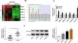 COL1A1, mediated by m6A methylation of METTL3, facilitates oral squamous cell carcinoma cell growth and metastasis.