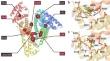 In silico prediction of the interaction of legacy and novel per- and poly-fluoroalkyl substances (PFAS) with selected human transporters and of their possible accumulation in the human body.