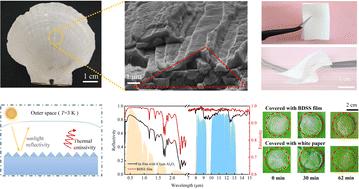 Bionic dual-scale structured films for efficient passive radiative cooling accompanied by robust durability†