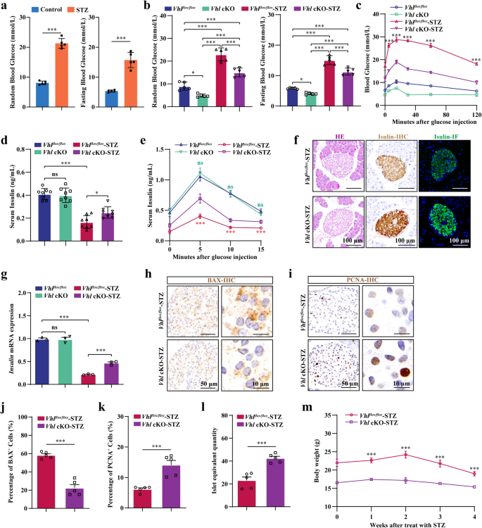 Activation of the osteoblastic HIF-1α pathway partially alleviates the symptoms of STZ-induced type 1 diabetes mellitus via RegIIIγ