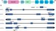 CRISPR/Cas9-mediated mutagenesis of FT/TFL1 in petunia improves plant architecture and early flowering.