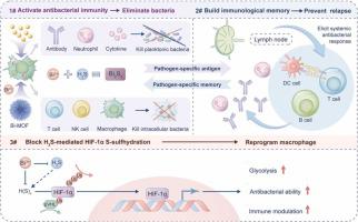 A novel antibacterial immune activator: Bi-MOF acts as H2S scavenger to suppress HIF-1α S-sulfhydration and alleviate implant-associated infection