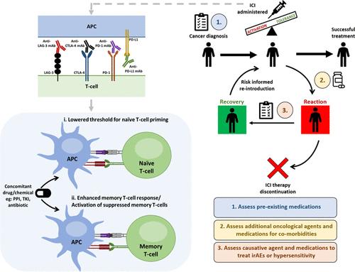 Immunological Drug–Drug Interactions Affect the Efficacy and Safety of Immune Checkpoint Inhibitor Therapies