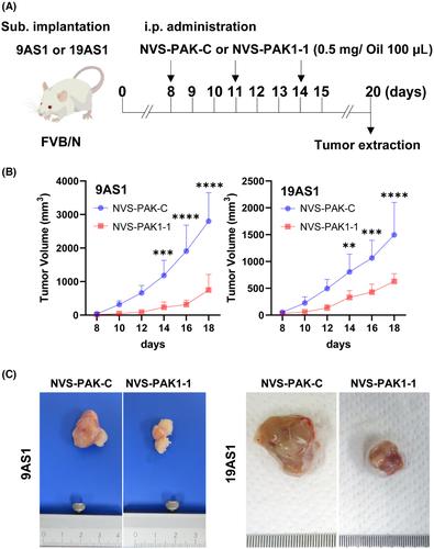 Targeting PAK1 is effective against cutaneous squamous cell carcinoma in a syngenic mouse model