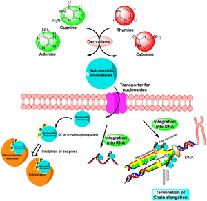Anticancer potential and structure activity studies of purine and pyrimidine derivatives: an updated review