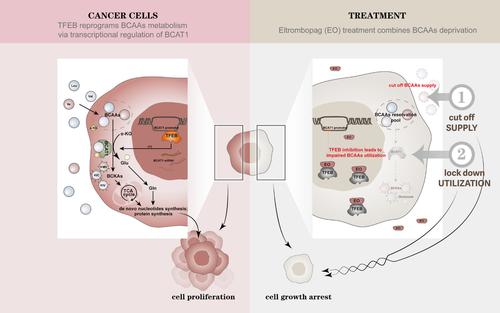 Transcription factor EB reprograms branched-chain amino acid metabolism and promotes pancreatic cancer progression via transcriptional regulation of BCAT1