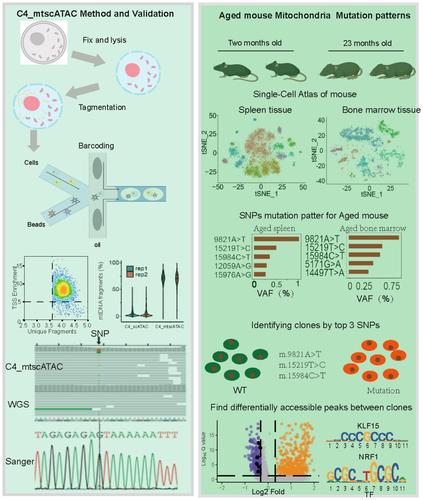 Single-cell mitochondrial sequencing reveals low-frequency mitochondrial mutations in naturally aging mice