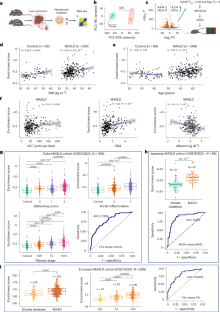 Aging promotes metabolic dysfunction-associated steatotic liver disease by inducing ferroptotic stress