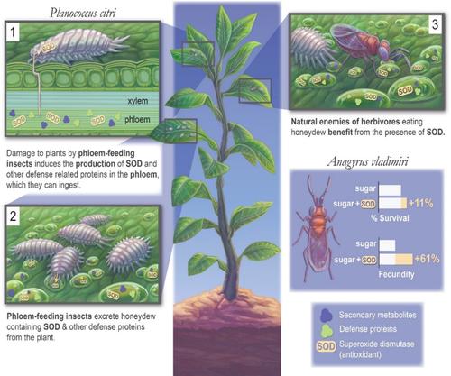 Not just candy: A herbivore-induced defence-related plant protein in honeydew enhances natural enemy fitness