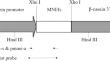 Expression of a single-chain monellin (MNEI) mutant with enhanced stability in transgenic mice milk.