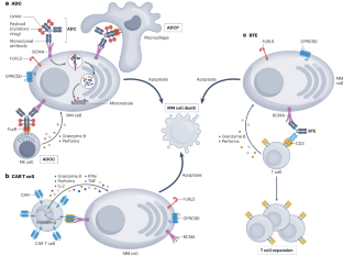 Just scratching the surface: novel treatment approaches for multiple myeloma targeting cell membrane proteins