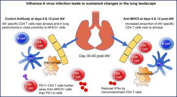 Lung influenza virus-specific memory CD4 T cell location and optimal cytokine production are dependent on interactions with lung antigen-presenting cells