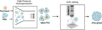 Controlled Delivery of Paclitaxel via Stable Synthetic Protein Nanoparticles