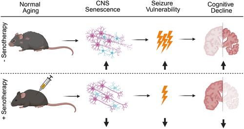 Prophylactic senolytic treatment in aged mice reduces seizure severity and improves survival from Status Epilepticus