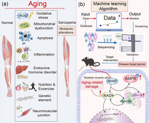 Identification of nicotinamide N-methyltransferase as a promising therapeutic target for sarcopenia