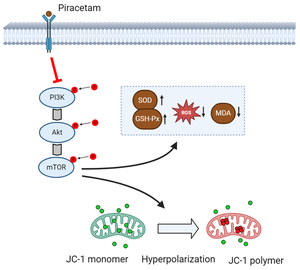 Piracetam reduces oxidative stress and mitochondrial function impairment in an in vitro model of vascular dementia.