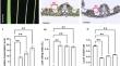 Ectopic expression of OsWOX9A alters leaf anatomy and plant architecture in rice.