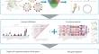 Integrative bioinformatics analysis to identify ferroptosis-related genes in non-obstructive azoospermia.