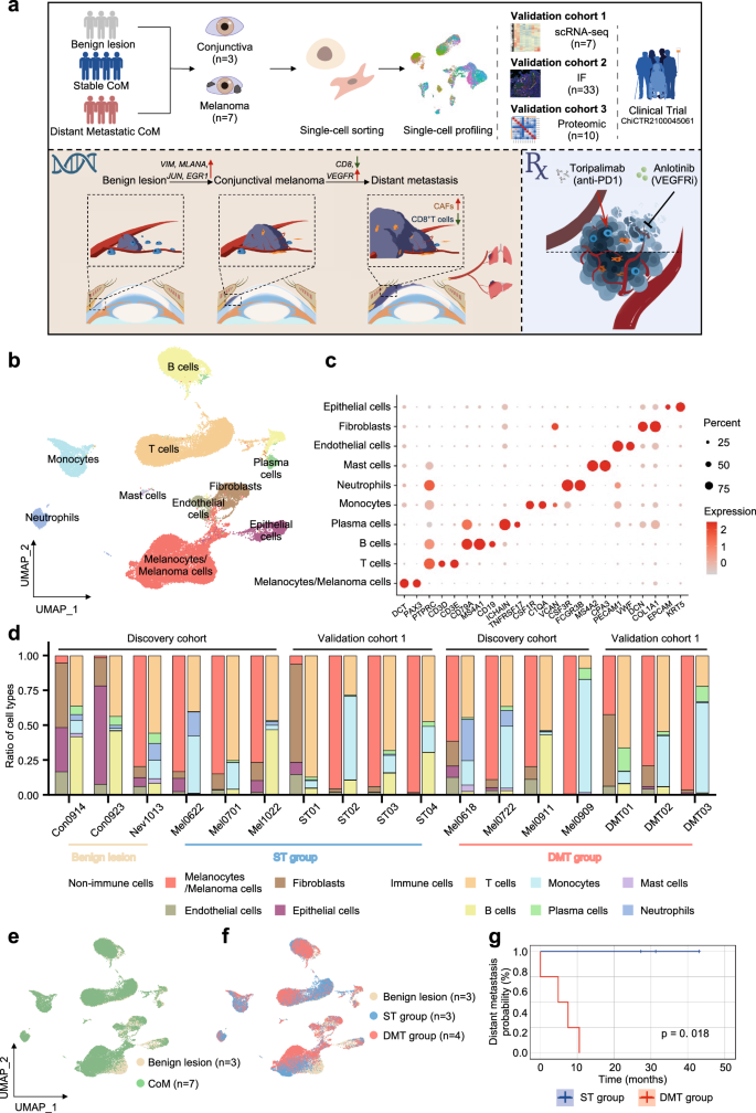 Single-cell sequencing depicts tumor architecture and empowers clinical decision in metastatic conjunctival melanoma.