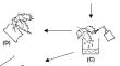 The species, density, and intra-plant distribution of mites on red raspberry (Rubus idaeus L.).