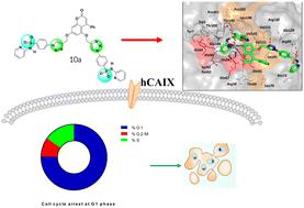 Design and synthesis of chromene-1,2,3-triazole benzene sulfonamide hybrids as potent carbonic anhydrase-IX inhibitors against prostate cancer†