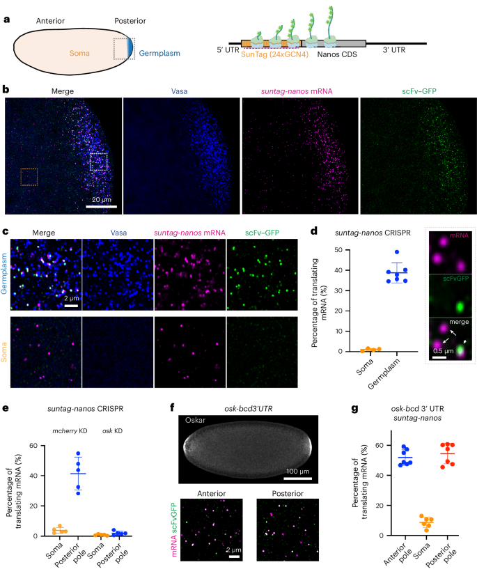 Direct observation of translational activation by a ribonucleoprotein granule