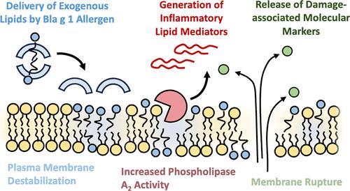 Production and Release of Proinflammatory Mediators by the Cockroach Allergen Bla g 1 via a Shared Membrane-Destabilization Mechanism