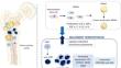 Molecular Deconvolution of Bone Marrow Adipose Tissue Interactions with Malignant Hematopoiesis: Potential for New Therapy Development.