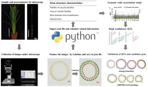 Genome-wide association study of stem structural characteristics that extracted by a high-throughput phenotypic analysis “LabelmeP rice” in rice