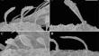 Morphology of cuticular structures in the ant genus Strumigenys (Insecta: Hymenoptera: Formicidae)