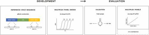 Development and evaluation of one-step RT-qPCR TaqMan multiplex panels applied to six viruses occurring in lily and tulip bulbs