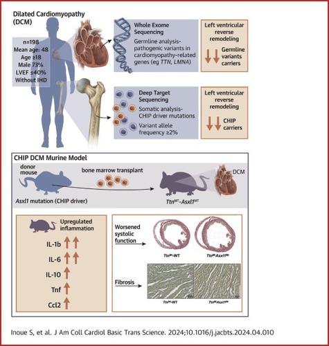 Association Between Clonal Hematopoiesis and Left Ventricular Reverse Remodeling in Nonischemic Dilated Cardiomyopathy