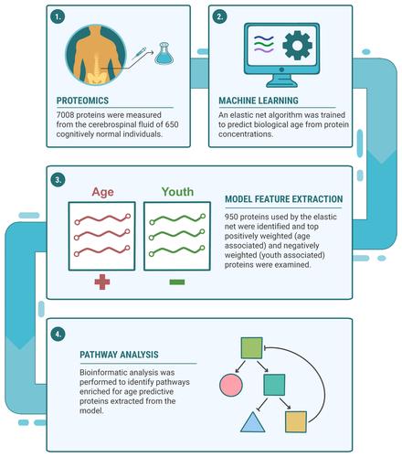 An interpretable machine learning-based cerebrospinal fluid proteomics clock for predicting age reveals novel insights into brain aging