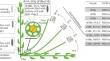 Callose Metabolism in Flax Fibers During Gravity Response: Analysis of Gene Expression