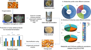 Unveiling the secretome of Penicillium fuscoglaucum JAM-1 for efficient dual substrate degradation and waste valorization