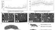 Environmental effects on faecal genotyping success in mesocarnivores