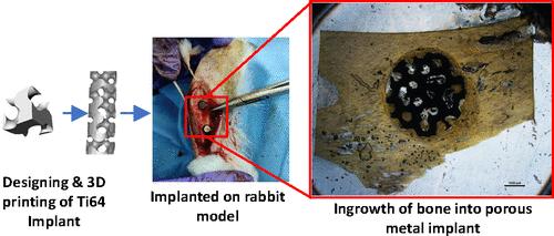 In Vivo Assessment of a Triple Periodic Minimal Surface Based Biomimmetic Gyroid as an Implant Material in a Rabbit Tibia Model