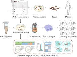 In vitro fermentation reveals an interplay relationship between oat β-glucan and human gut Bacteroides and their potential role in regulating gut cytokines†