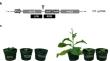 Production of biologically active human basic fibroblast growth factor (hFGFb) using Nicotiana tabacum transplastomic plants.