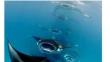 Individual flexibility in group foraging behaviour of reef manta rays (Mobula alfredi)