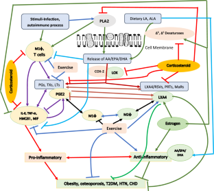 Is there a role for essential fatty acids in osteoporosis?