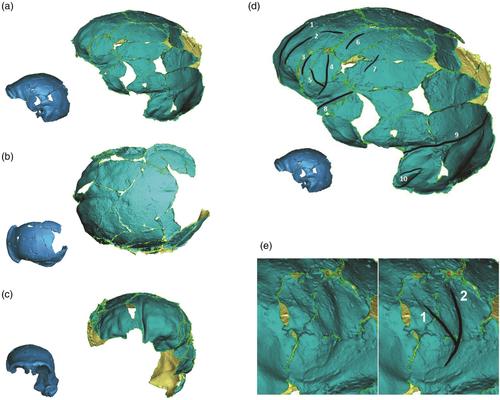 The endocast morphology of LES1, Homo naledi