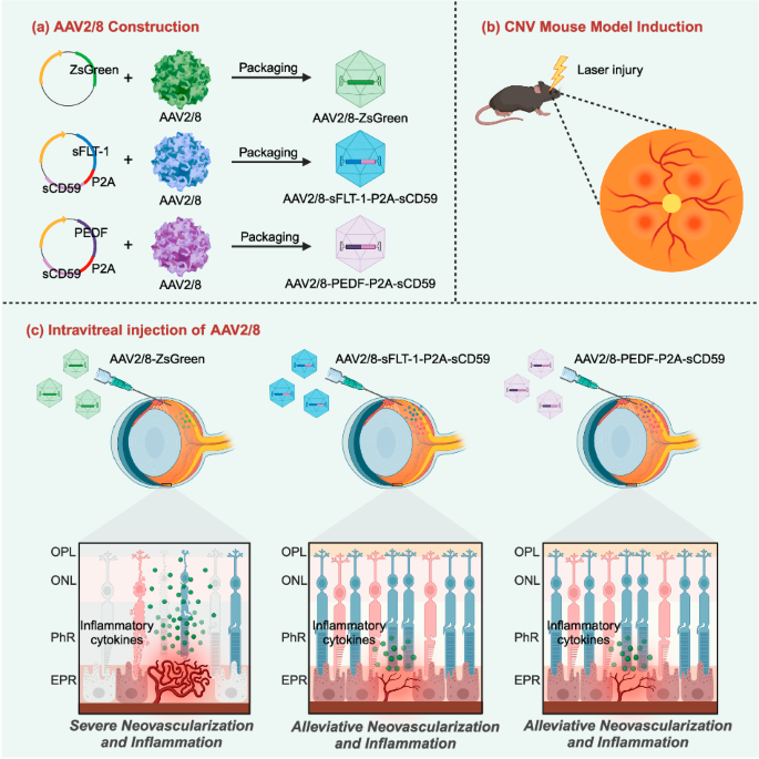 Stable inhibition of choroidal neovascularization by adeno-associated virus 2/8-vectored bispecific molecules