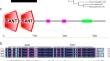 Cloning and Functional Characterization of LlAS1 in Lilium lancifolium