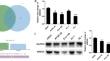 Molecular Mechanism of WWOX Inhibiting the Development of Esophageal Cancer by Inhibiting Hippo Signaling Pathway.