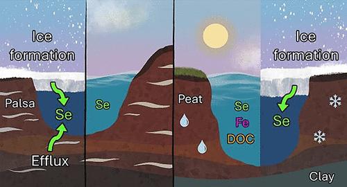 Seasonal Contrasts in Dissolved Selenium Dynamics in Subarctic Thaw Lakes