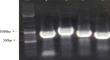 Comparative genomics reveal unique markers to monitor by routine PCR assay bioinoculant of Sphingobium indicum B90A in hexachlorocyclohexane (HCH) contaminated soils